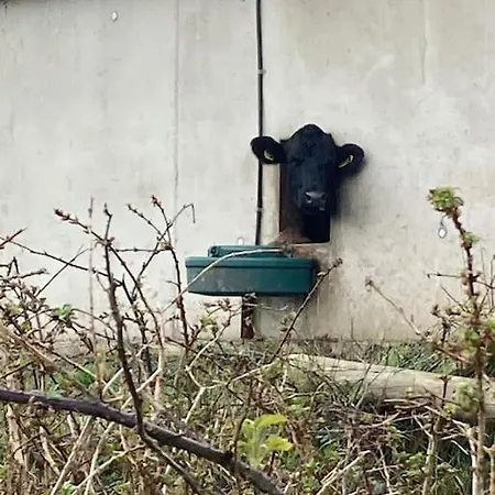 Tatil Evi Idyllic Family In Beautiful West Cork *